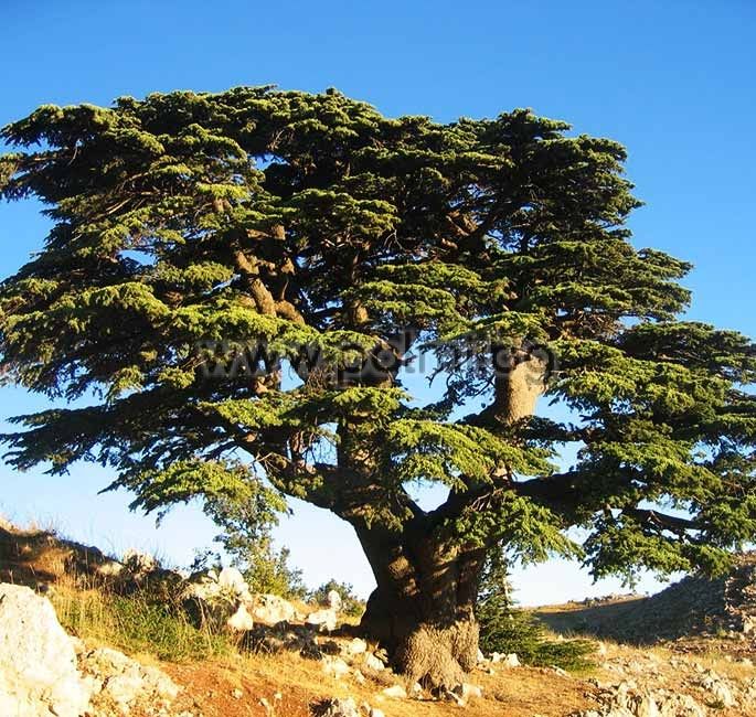 Природни зони by Preslav Peychev - Ourboox.com