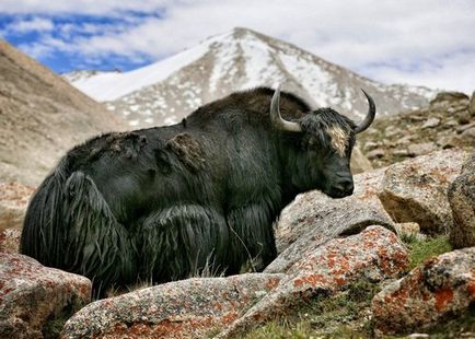 Природни зони – II част by Preslav Peychev - Ourboox.com