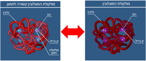 תאי דם אדומים by Altory Reem - Ourboox.com