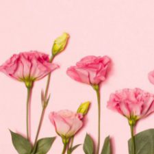 Profile picture of Nosayba