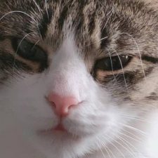 Profile picture of Luisa Jin