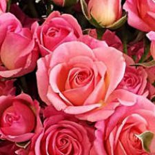 Profile picture of Natalya