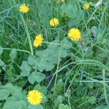 Profile picture of svitlana dvornik