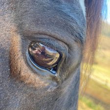 Profile picture of Alice Negro