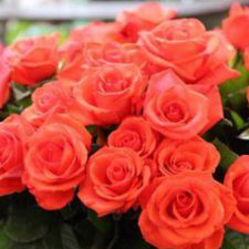 Profile picture of Alina Antonova