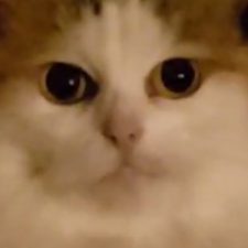 Profile picture of SashaKing