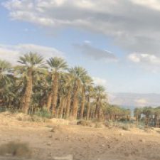 Profile picture of neta bohnik