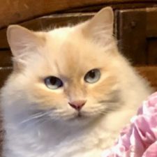 Profile picture of PRIMARIA 4 NOV