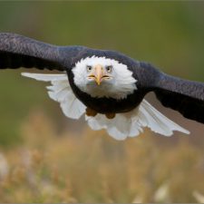 Profile picture of Navaj Nune