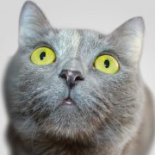 Profile picture of HAGAI HADRIA