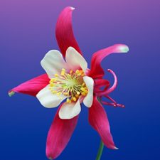 Profile picture of Zotto Laura