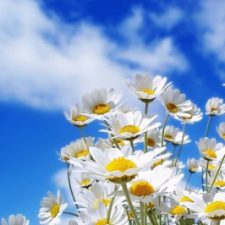 Profile picture of seba and donya