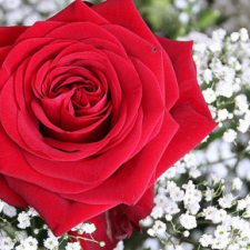 Profile picture of ayat alamour