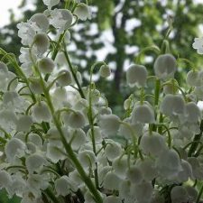 Profile picture of SABAREANU LACRIMIOARA