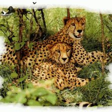 Profile picture of efrat