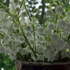 Profile picture of LACRIMIOARA SABAREANU