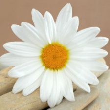 Profile picture of tasneem Afaneh