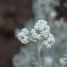 Profile picture of Viktoria