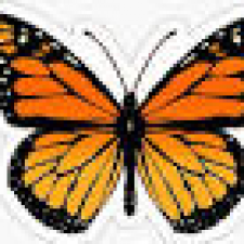 Profile picture of agnese soave