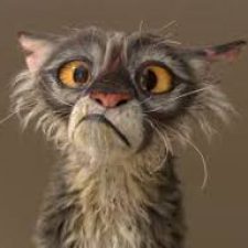 Profile picture of IrisPetrova