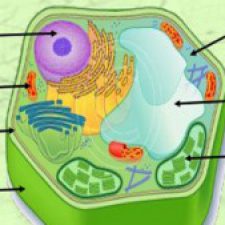Profile picture of gheeda