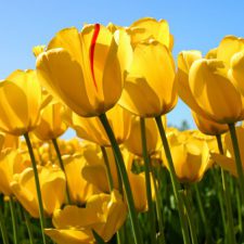 Profile picture of Mannar Safadi